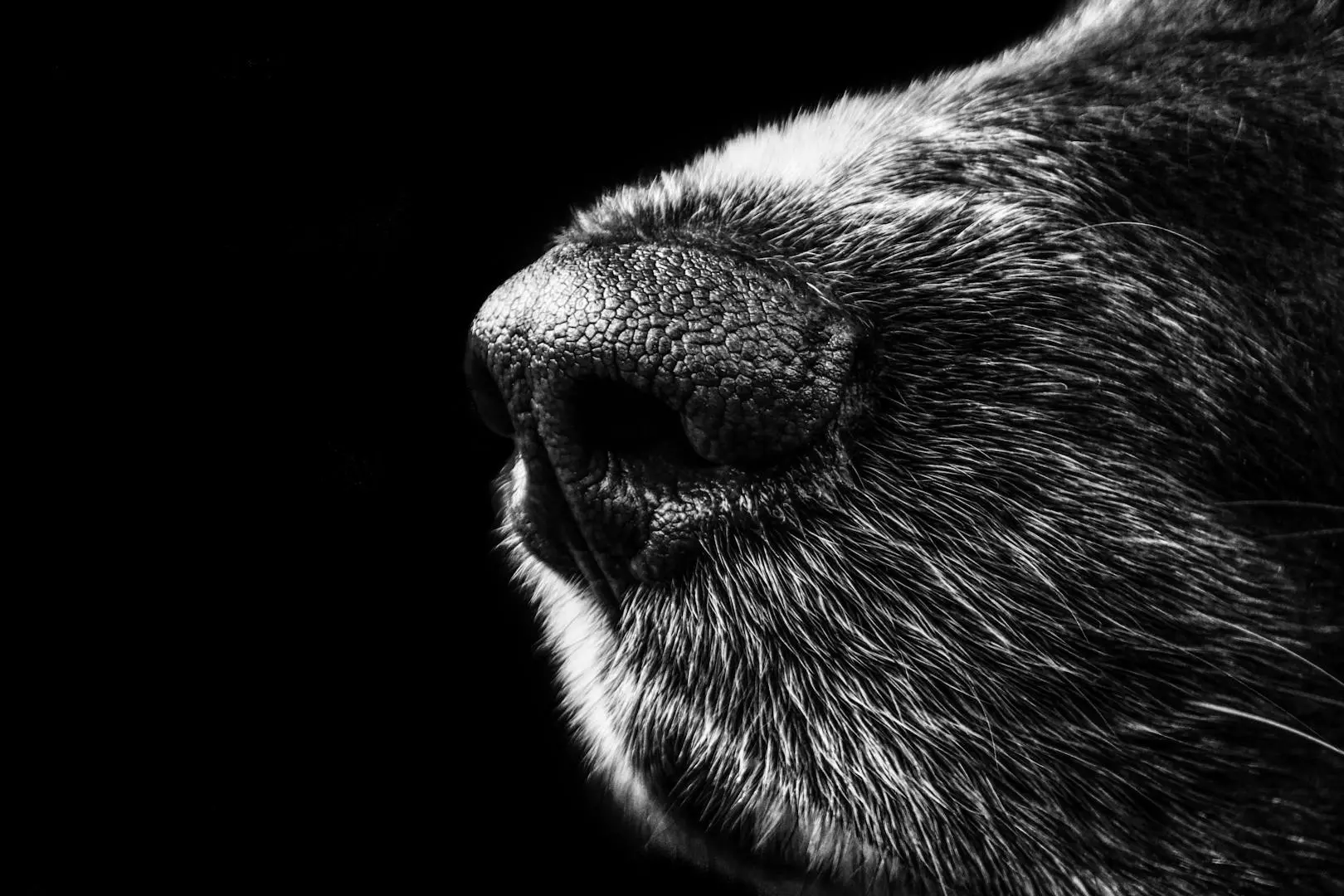 Ett Års Vaksine Hund: En Guide til Din Hundes Helse