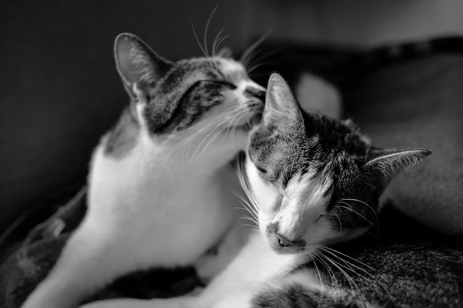 Vaksinasjon av Katt: En Komplett Guide til Din Furry Venns Helse