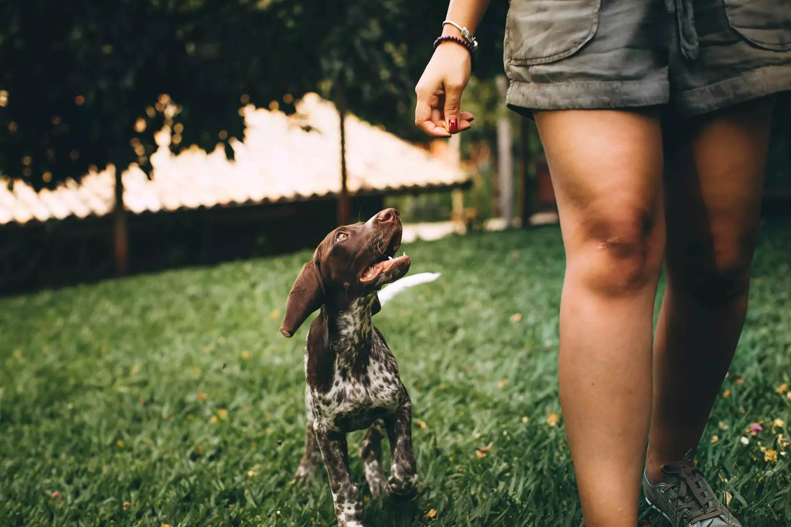Viktigheten av Vaksinasjon av Hund: En Guide til Ansvarlig Hundehold